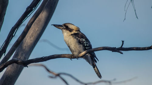 Low angle view of kookaburra perching on branch against sky