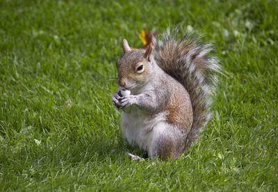 Close-up of squirrel eating grass on field