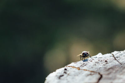 Close-up of housefly on rock