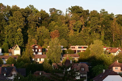 Trees and houses in town