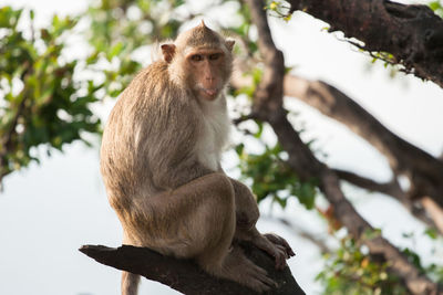 Low angle view of monkey sitting on tree