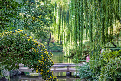 Close-up of plants against trees