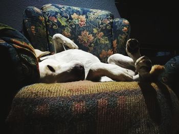 View of dog sleeping on sofa at home