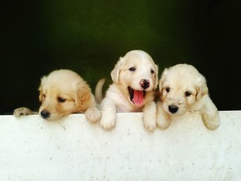 Close-up portrait of golden retriever
