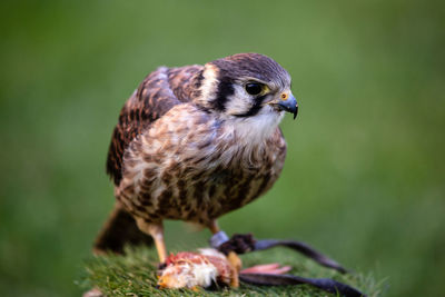 Close-up of a kestrel