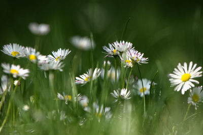 Close-up of daisy flowers on field