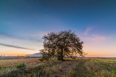 Tree on field against sky during sunset