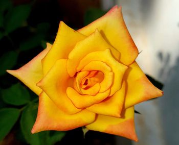 Close-up of yellow rose blooming outdoors