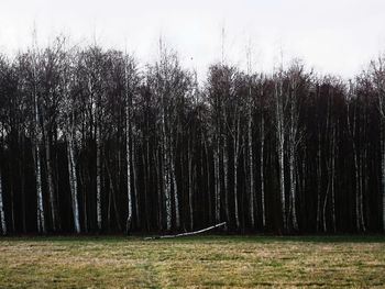 Panoramic view of trees on field in forest