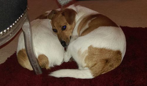 High angle view of dog resting at home