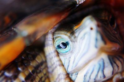 Close-up of turtle