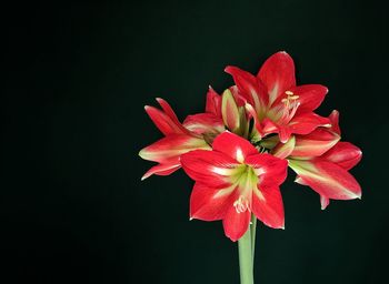 Close-up of red rose against black background