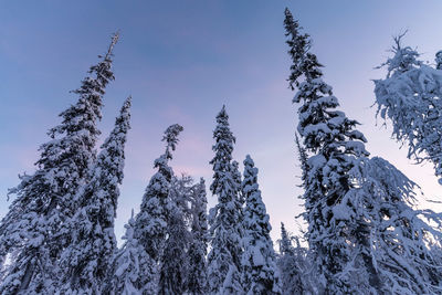 Low angle view of pine trees on snow covered forest