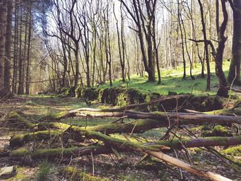 Trees in forest