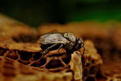 Close-up of bee