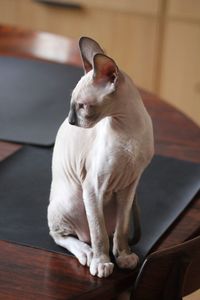 Close-up of a cornish rex kitten 