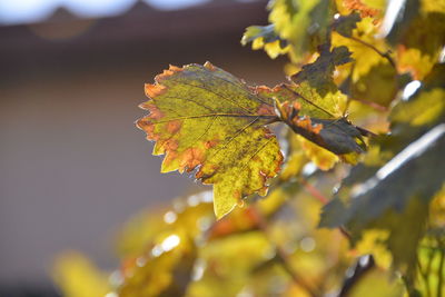 Close-up of maple leaves on tree during autumn