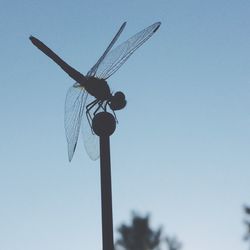 Low angle view of bird perching on pole