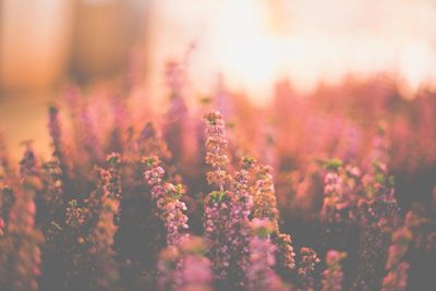 Close-up of plants against blurred background