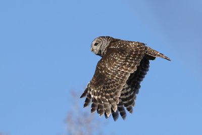 Low angle view of owl flying in clear sky