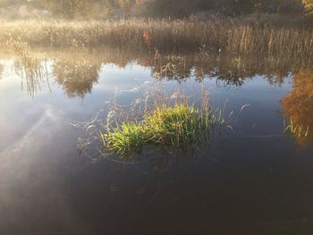 Reflection of trees on lake