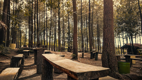 Wooden bench on the pine hill in the morning