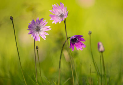 Close-up of purple flowering plants on field