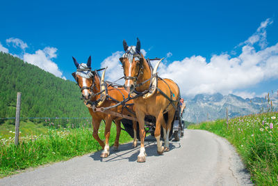 Horse cart on road by mountain against sky