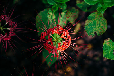 Close-up of red flowering plant