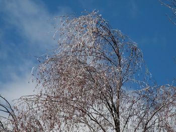 Low angle view of bird perching on bare tree against sky