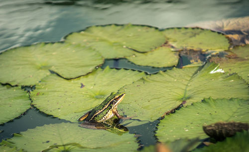 Close-up of lotus water lily in pond