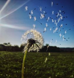 Close-up of dandelion on field against sky