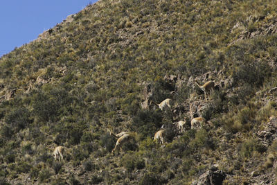 Flock of sheep on tree mountain