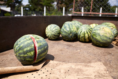 Watermelon fruits in the trailer. social separation concept