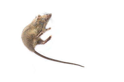 Close-up of a cat over white background