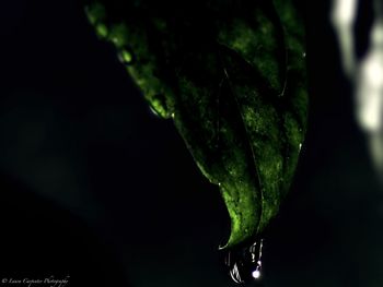 Close-up of wet leaf