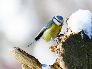 Close-up of bird perching on a tree