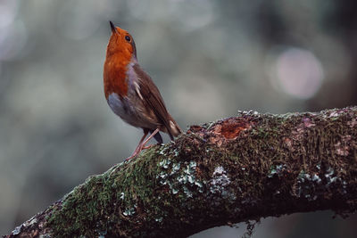 Close-up of bird perching on tree