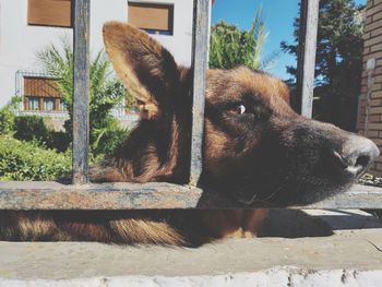 Close-up of dog relaxing outdoors