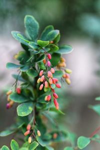 Close-up of berries growing on plant