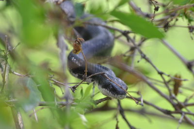 Close-up of snake amidst plants