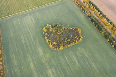 Top view of the field. small heart shaped autumn forest