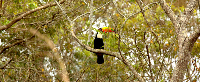 Bird perching on a branch toucan