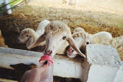 Human hand holding sheep
