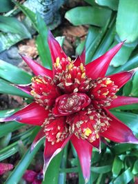 Close-up of red flowers