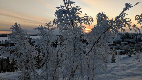 Trees on snow covered landscape against sky