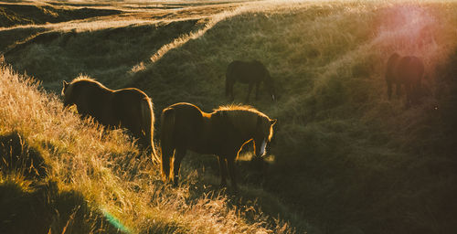 View of an animal on field