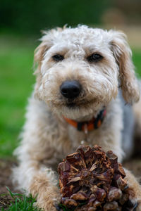 Close-up portrait of dog