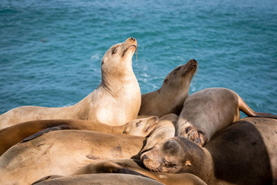 Sea lions at la jolla cove, san diego, california.