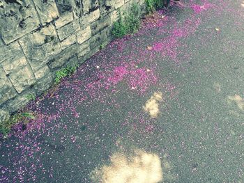 High angle view of pink petals on wall